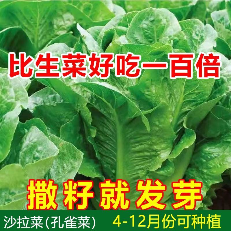 孔雀菜种子出芽率高口感好叶片厚实口感细腻生长速度快采收时