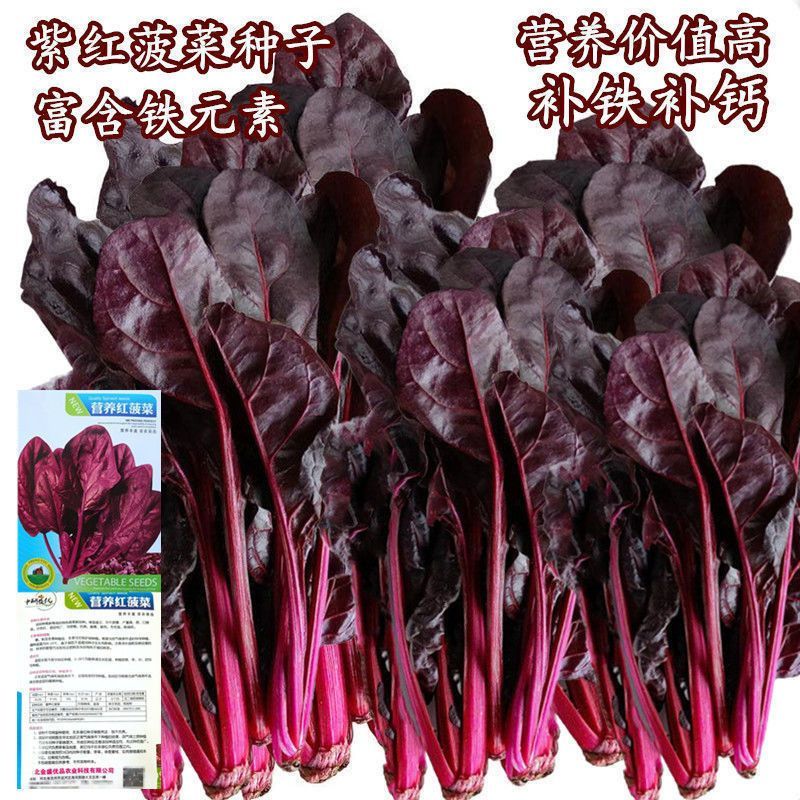 紫色菠菜种子叶片紫红色耐热耐寒四季可种紫色素多