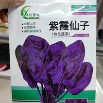 紫色菠菜种子叶片紫红色耐热耐寒四季可种紫色素多