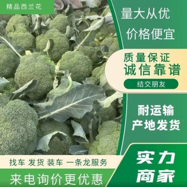 西兰花精品大量供应中质量保证我们有专业的打包队伍