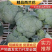 西兰花精品大量供应中质量保证我们有专业的打包队伍