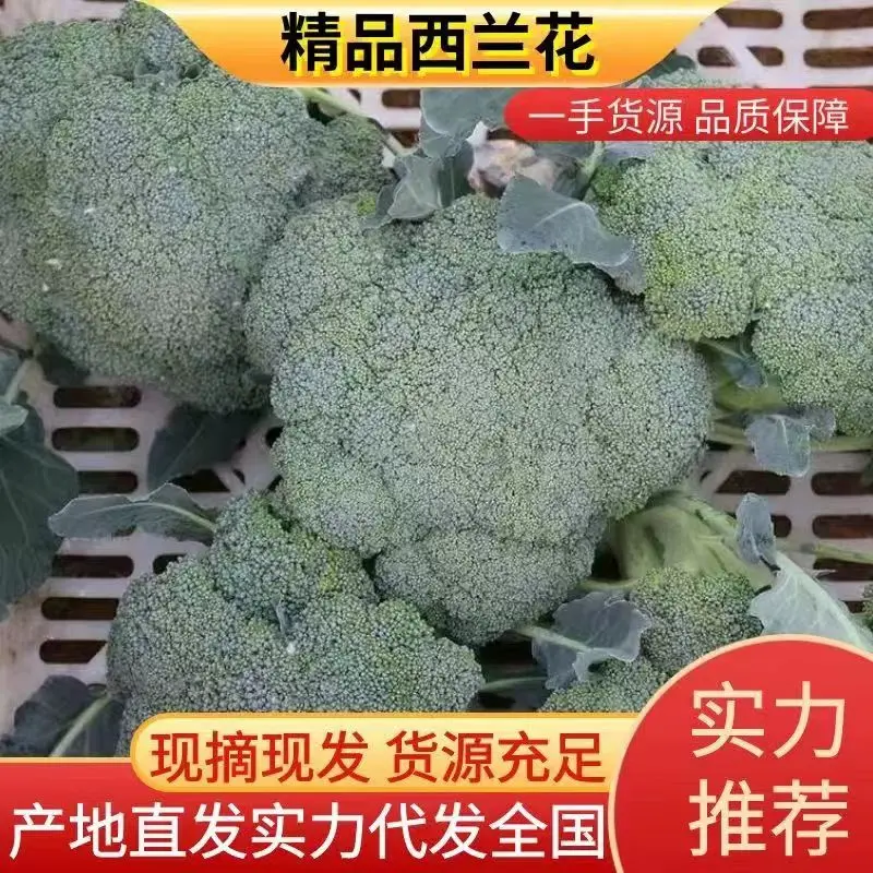 西兰花精品大量供应中质量保证我们有专业的打包队伍