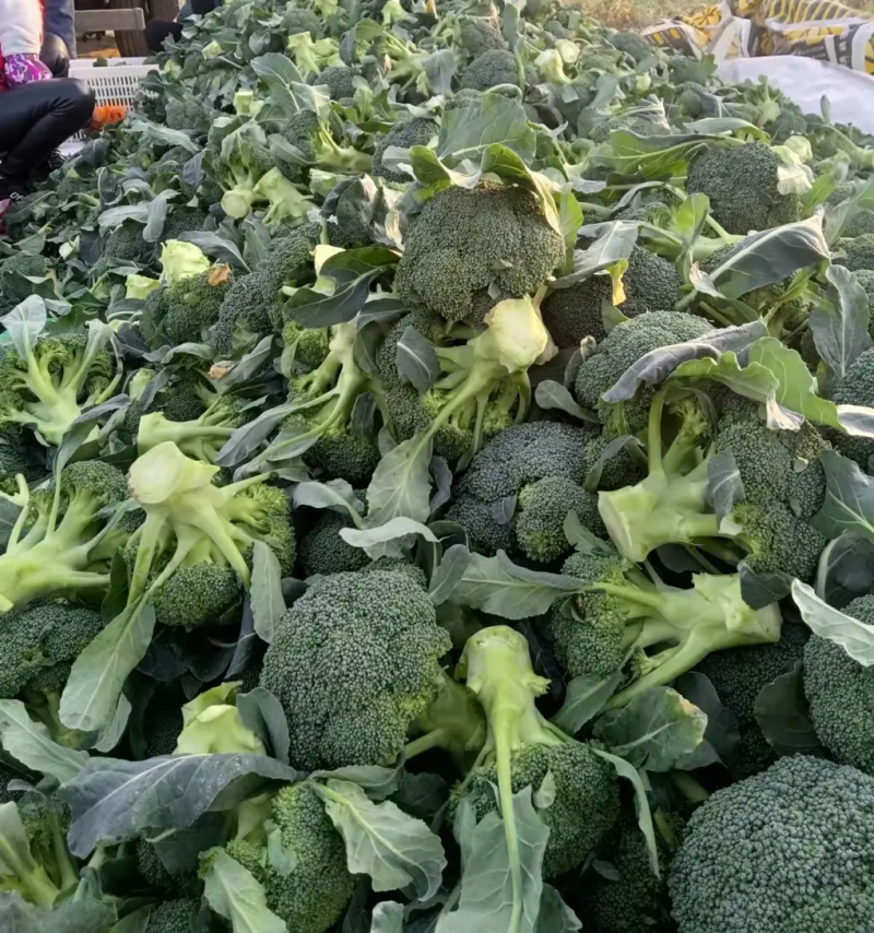 西兰花精品大量供应中质量保证我们有专业的打包队伍