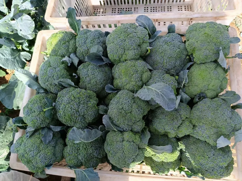 西兰花精品大量供应中质量保证我们有专业的打包队伍