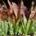 紫色孔雀菜种子特色产品沙拉菜四季种植口感好叶片肥厚