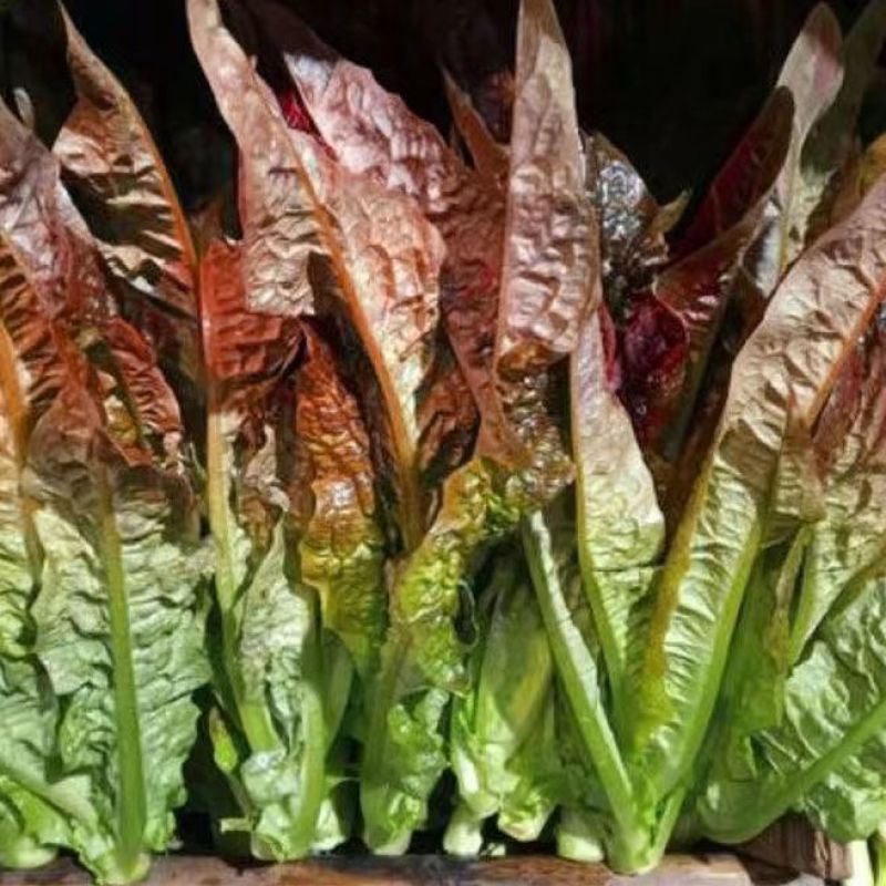 紫色孔雀菜种子特色产品沙拉菜四季种植口感好叶片肥厚