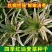 紫色孔雀菜种子特色产品沙拉菜四季种植口感好叶片肥厚