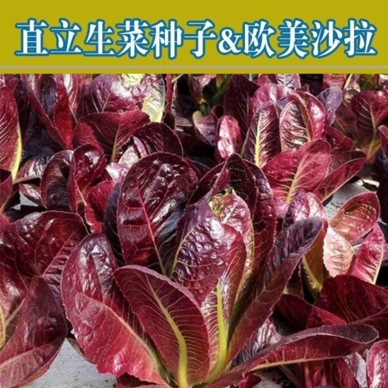 紫色孔雀菜种子特色产品沙拉菜四季种植口感好叶片肥厚