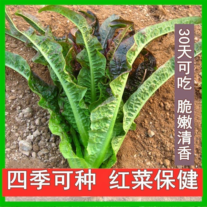 紫色孔雀菜种子特色产品沙拉菜四季种植口感好叶片肥厚