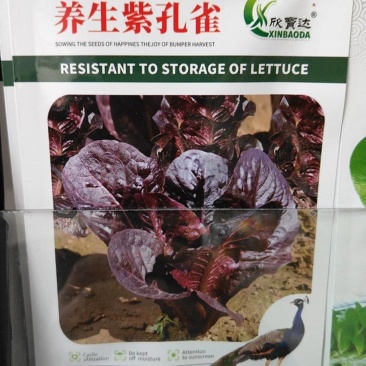 紫色孔雀菜种子特色产品沙拉菜四季种植口感好叶片肥厚
