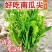 南瓜尖种子口感香嫩脆爽可以多次采收产量高口感好