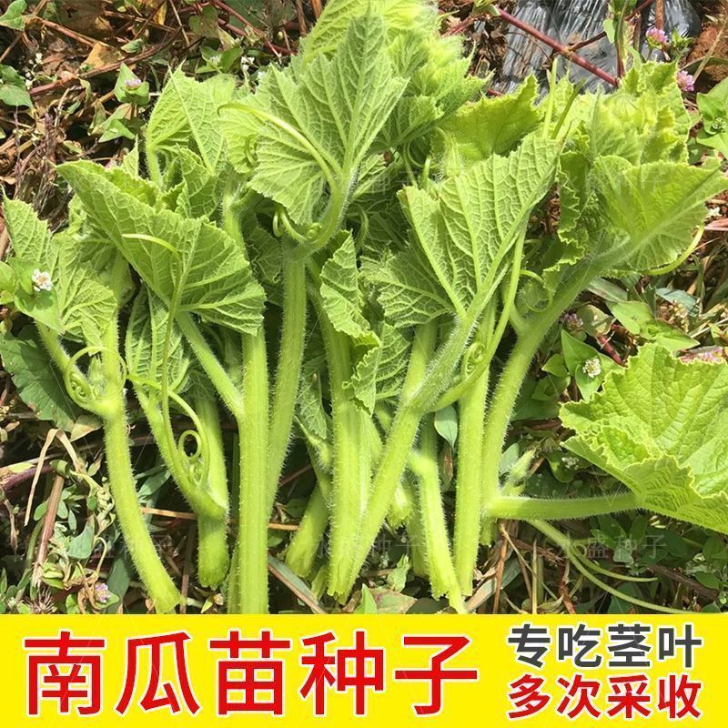 南瓜尖种子口感香嫩脆爽可以多次采收产量高口感好