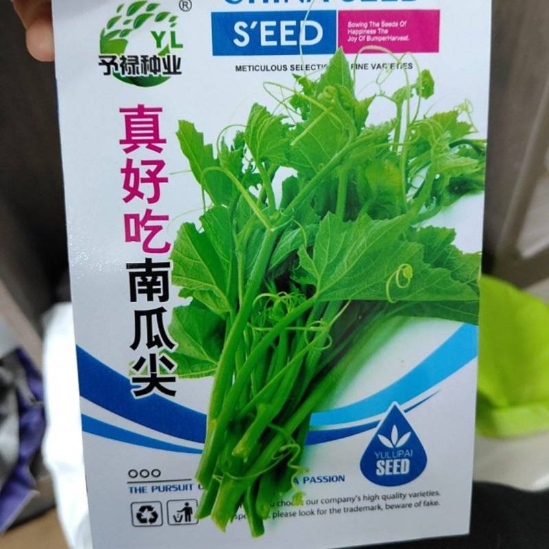 南瓜尖种子口感香嫩脆爽可以多次采收产量高口感好