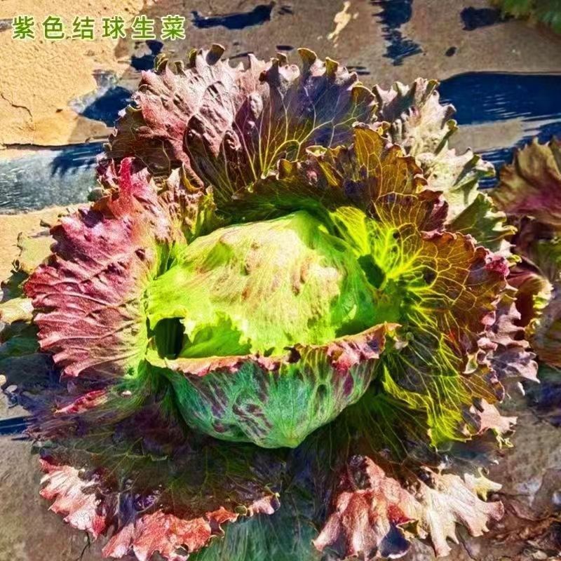 高品质紫色结球生菜种子口感好结球圆富含维生素等