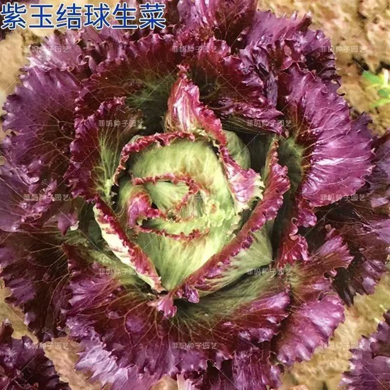 高品质紫色结球生菜种子口感好结球圆富含维生素等