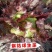 高品质紫色结球生菜种子口感好结球圆富含维生素等