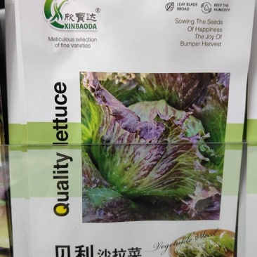 高品质紫色结球生菜种子口感好结球圆富含维生素等