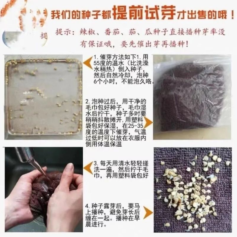 七彩泡椒种子个头圆润有光泽颜色靓丽口感好辣味浓郁