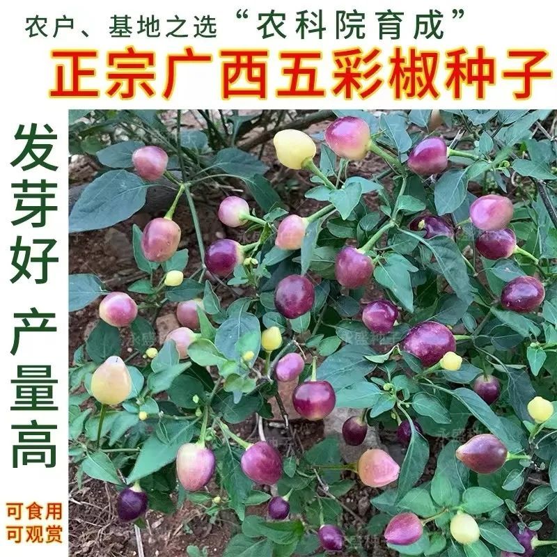 七彩泡椒种子个头圆润有光泽颜色靓丽口感好辣味浓郁
