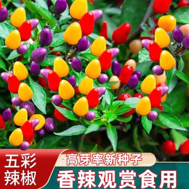七彩小米辣种子易种植好成活挂果多颜色靓丽美观香辣味浓郁