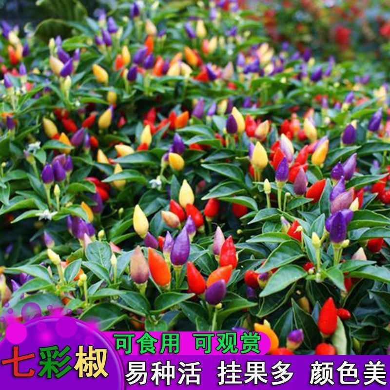 七彩小米辣种子易种植好成活挂果多颜色靓丽美观香辣味浓郁