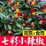 七彩小米辣种子易种植好成活挂果多颜色靓丽美观香辣味浓郁