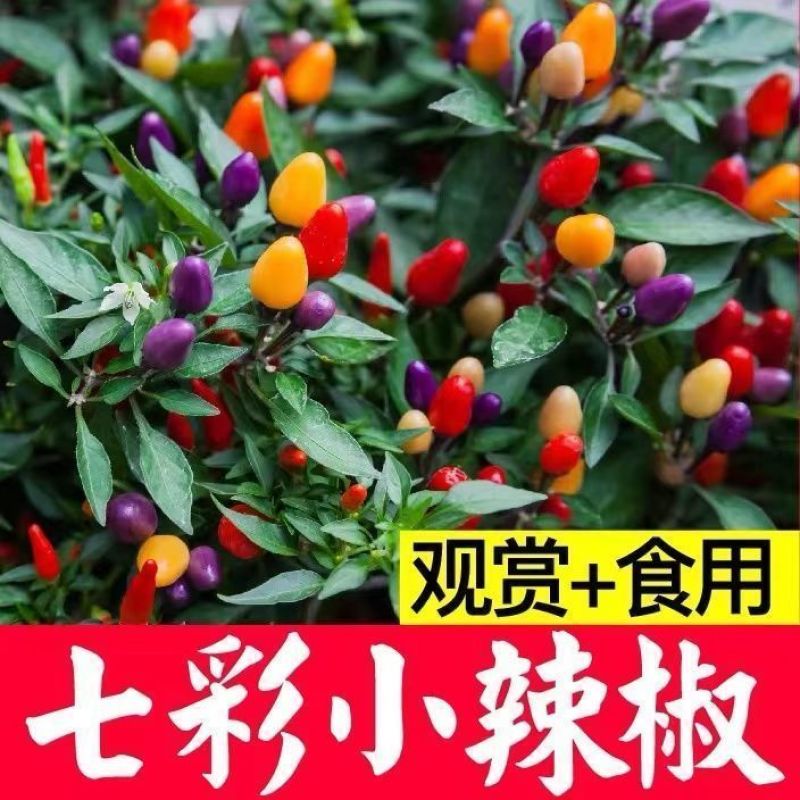 七彩小米辣种子易种植好成活挂果多颜色靓丽美观香辣味浓郁