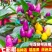 七彩小米辣种子易种植好成活挂果多颜色靓丽美观香辣味浓郁