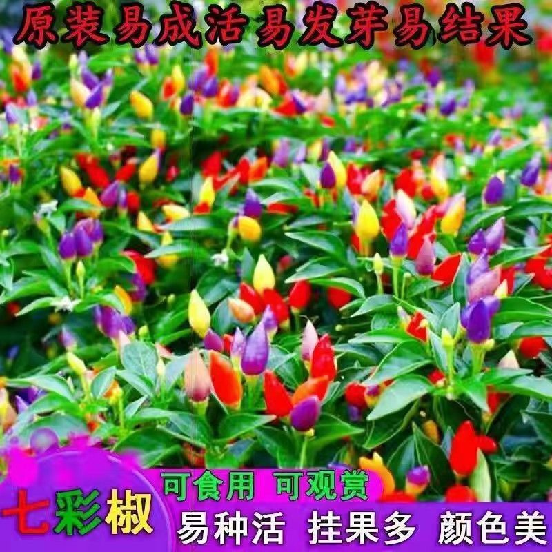 七彩小米辣种子易种植好成活挂果多颜色靓丽美观香辣味浓郁