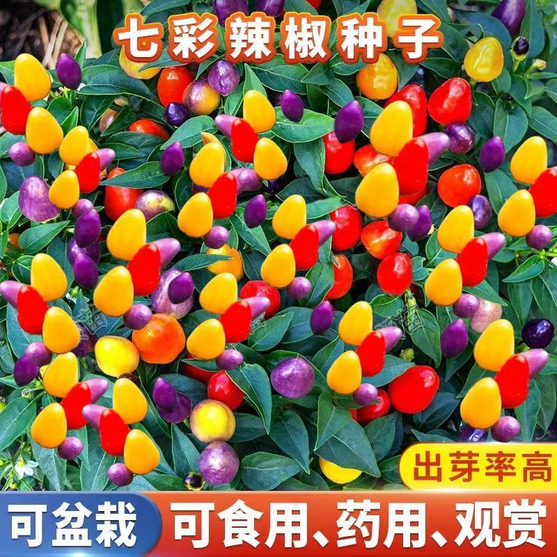 七彩小米辣种子易种植好成活挂果多颜色靓丽美观香辣味浓郁
