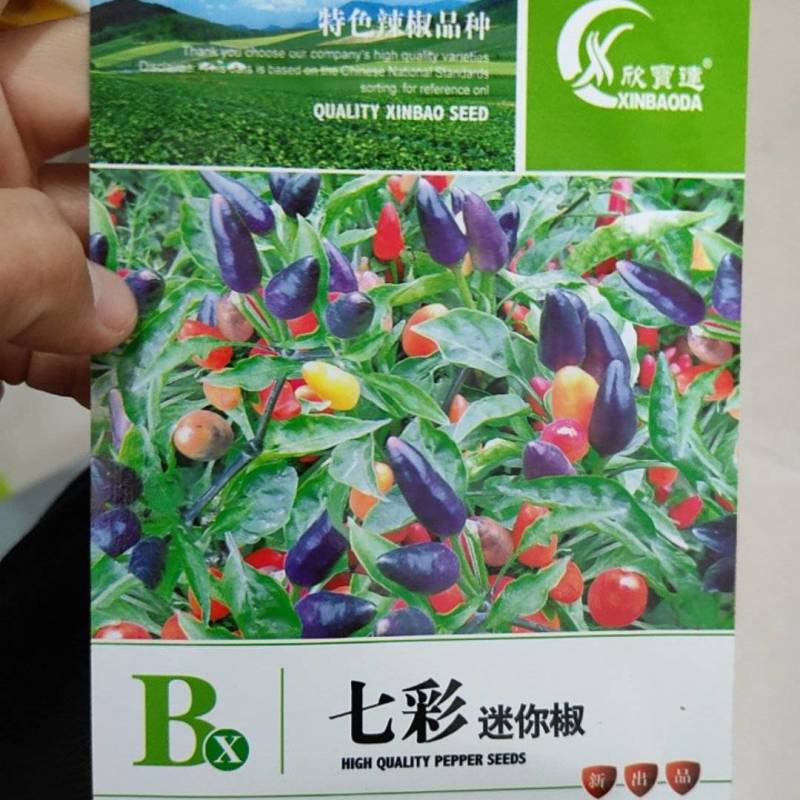 七彩小米辣种子易种植好成活挂果多颜色靓丽美观香辣味浓郁