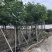 黄槿5～20公分基地直销规格齐全欢迎老板来电咨询合作