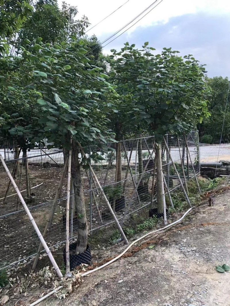 黄槿5～20公分基地直销规格齐全欢迎老板来电咨询合作