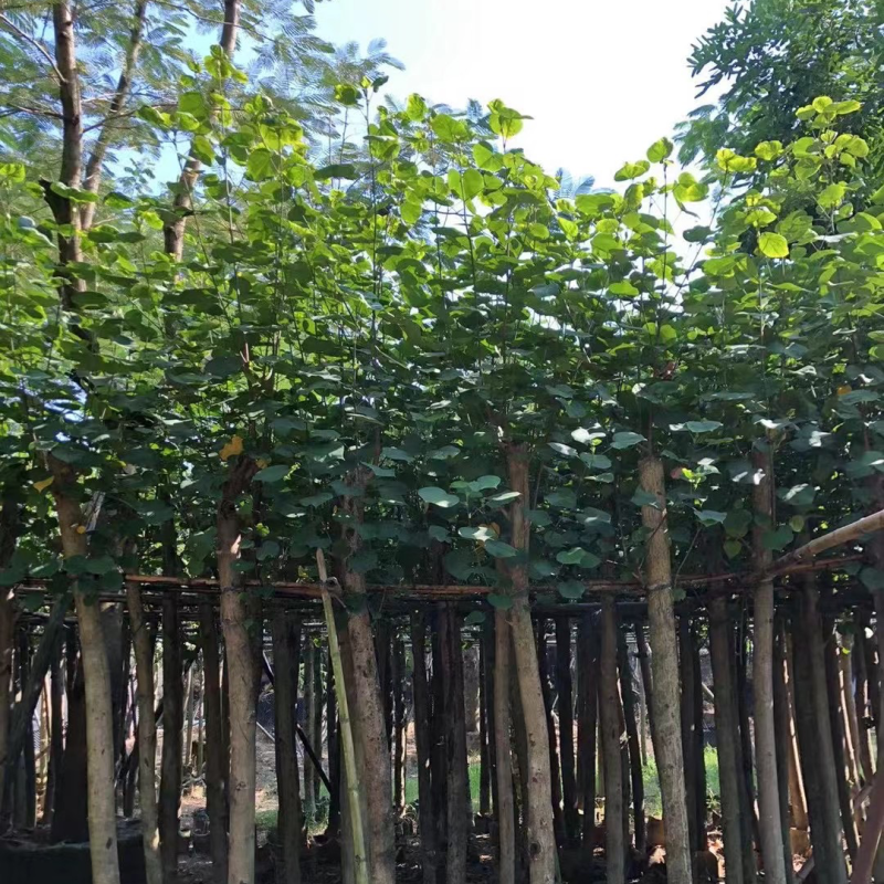 黄槿5～20公分基地直销规格齐全欢迎老板来电咨询合作