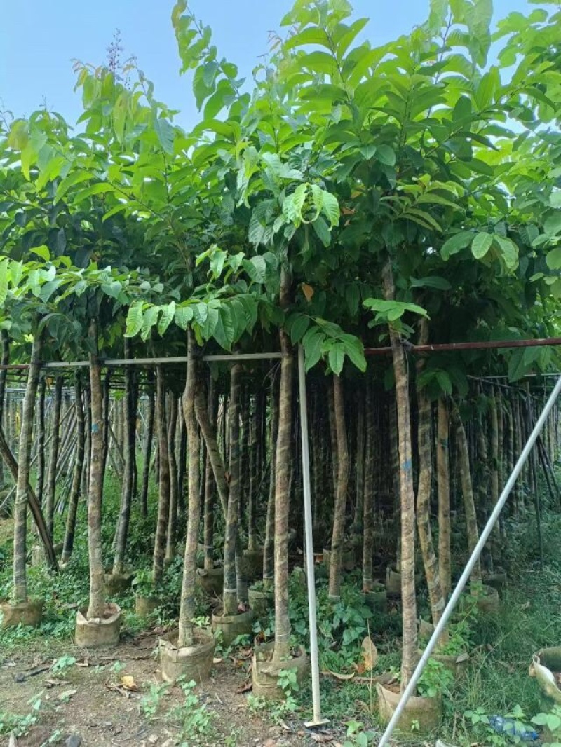 大花紫薇8～15公分基地直销规格齐全欢迎老板来电洽谈