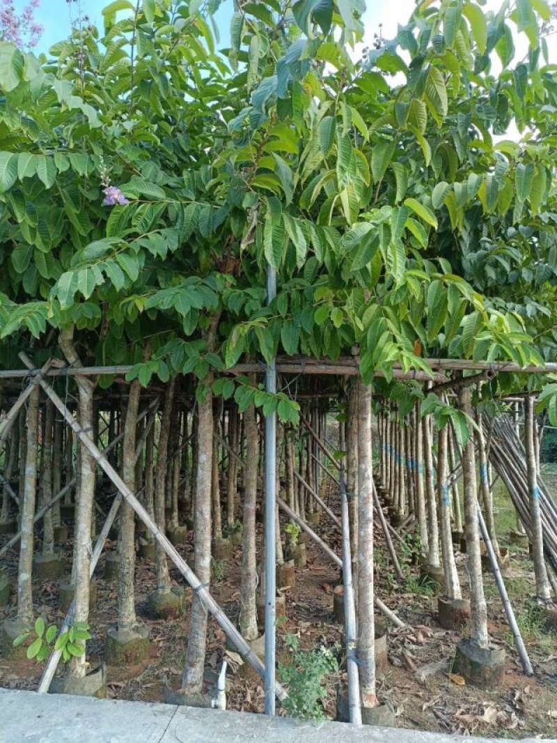 大花紫薇8～15公分基地直销规格齐全欢迎老板来电洽谈