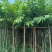 大花紫薇8～15公分基地直销规格齐全欢迎老板来电洽谈