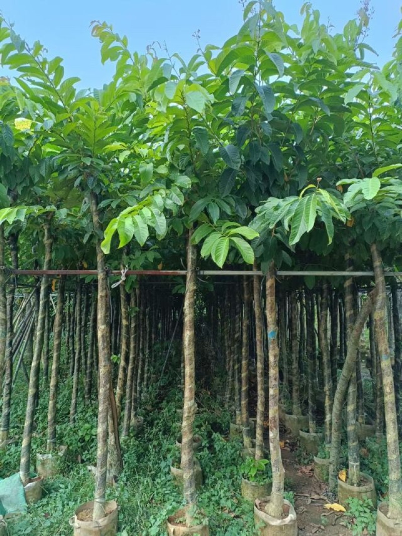 大花紫薇8～15公分基地直销规格齐全欢迎老板来电洽谈