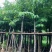 大花紫薇8～15公分基地直销规格齐全欢迎老板来电洽谈