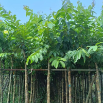 大花紫薇8～15公分基地直销规格齐全欢迎老板来电洽谈