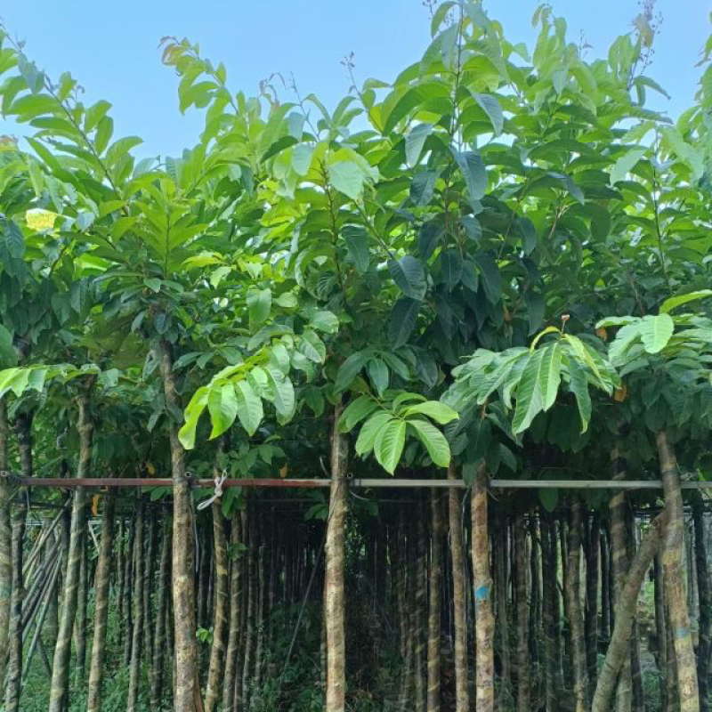 大花紫薇8～15公分基地直销规格齐全欢迎老板来电洽谈