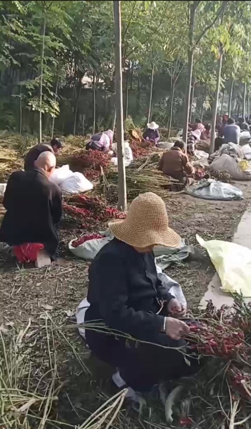 河南中辣红太阳干辣椒切段切丝打粉安徽板面专用