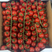 无土栽培樱桃串番茄产地直发全国供货四季供应