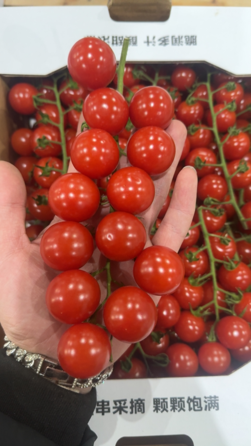 无土栽培樱桃串番茄产地直发全国供货四季供应
