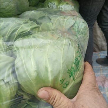 甘蓝产地直发大量有货可视频看货欢迎老板致电