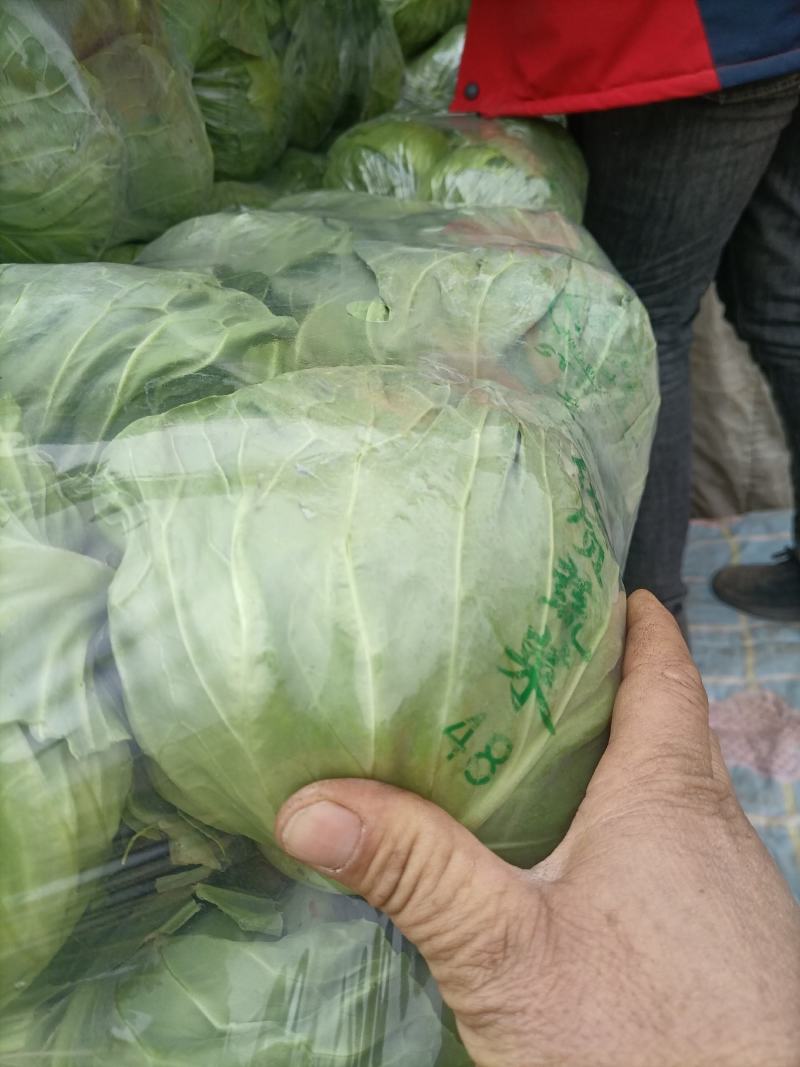 甘蓝产地直发大量有货可视频看货欢迎老板致电