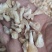 薤白，野葱果，野生货烘干，无硫***，没有大货