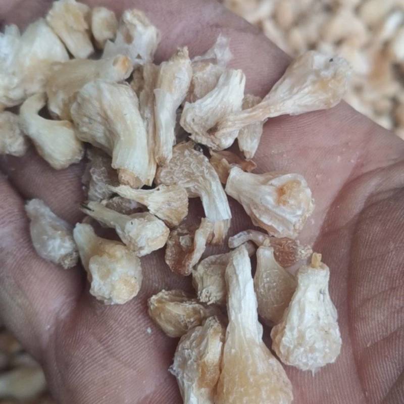 薤白，野葱果，野生货烘干，无硫***，没有大货