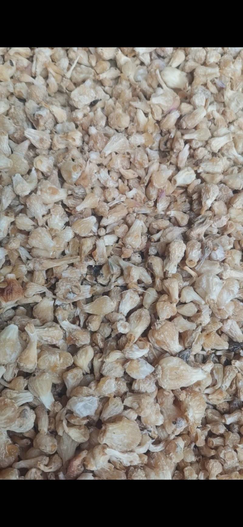 薤白，野葱果，野生货烘干，无硫***，没有大货