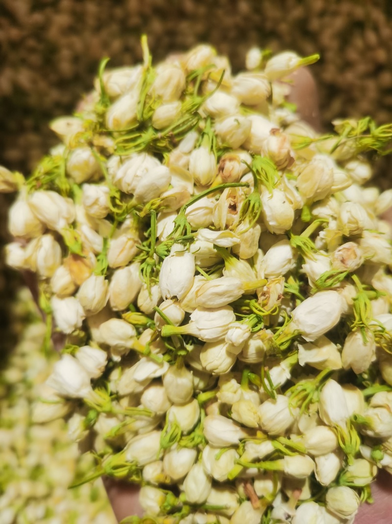 茉莉花新货喝用茉莉花泽润中药批发零售各种中药